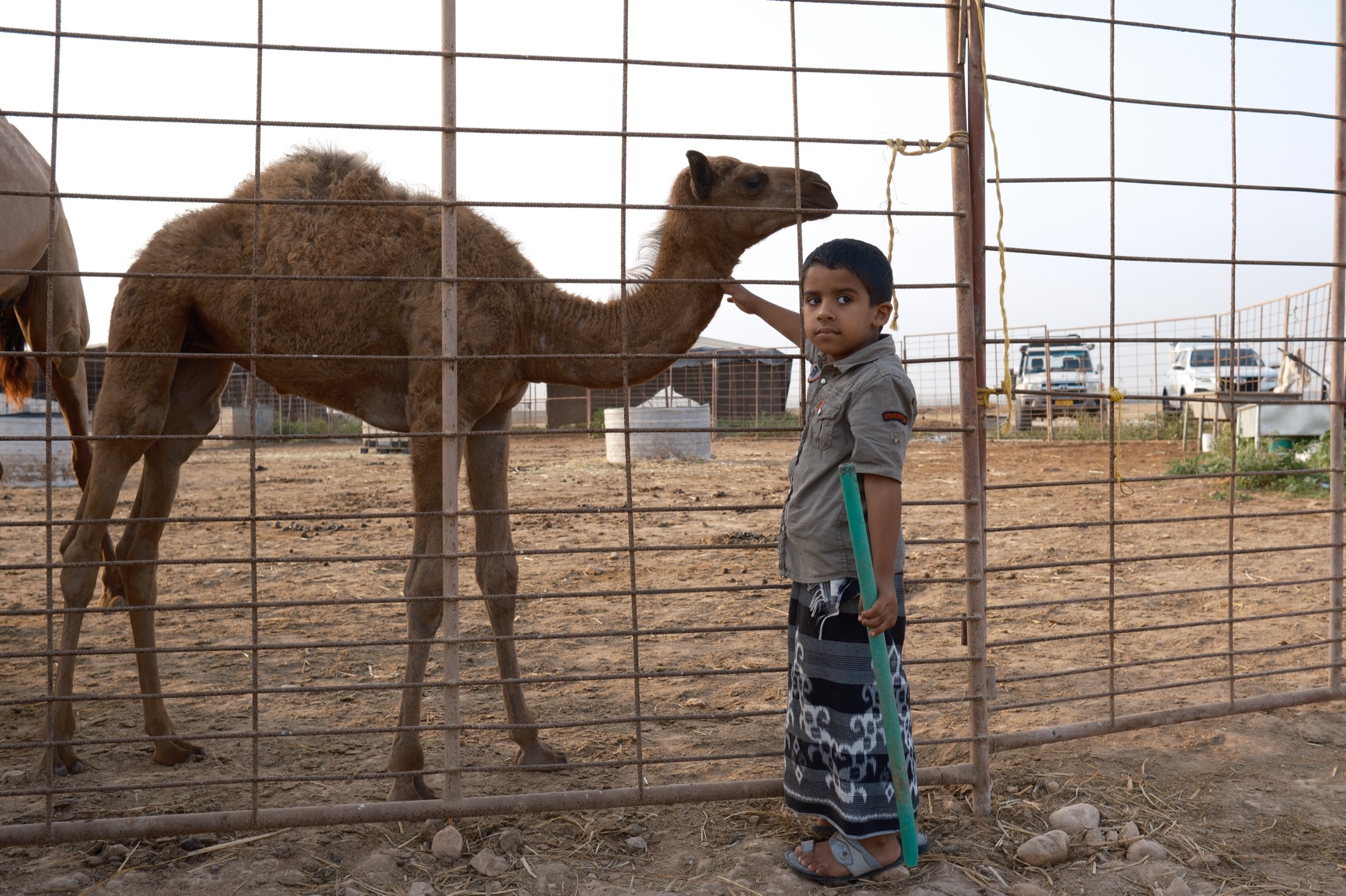 A boy standing beside a camel at an Omani livestock market