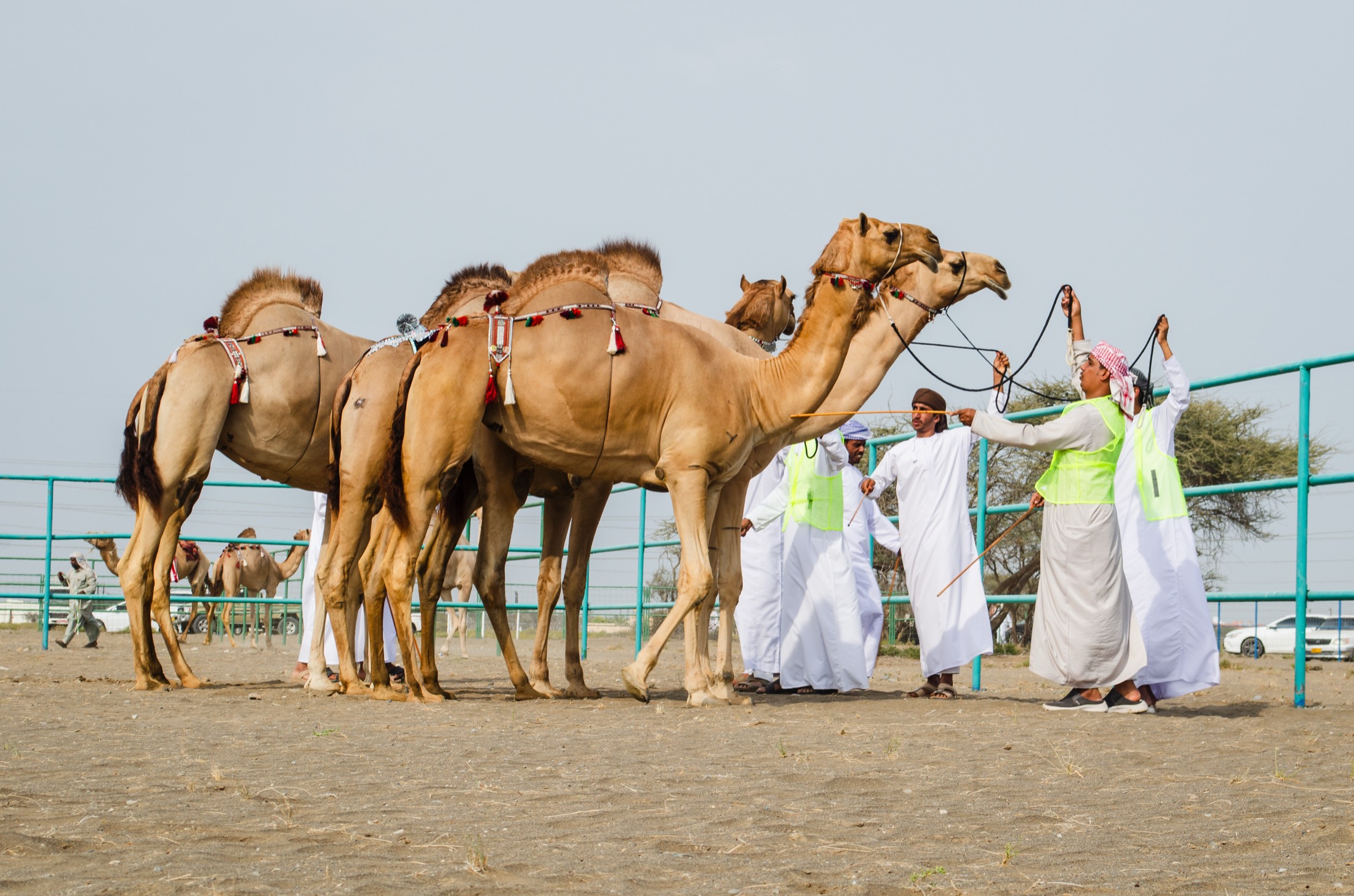 Handlers leading decorated camels at a camel market in Oman